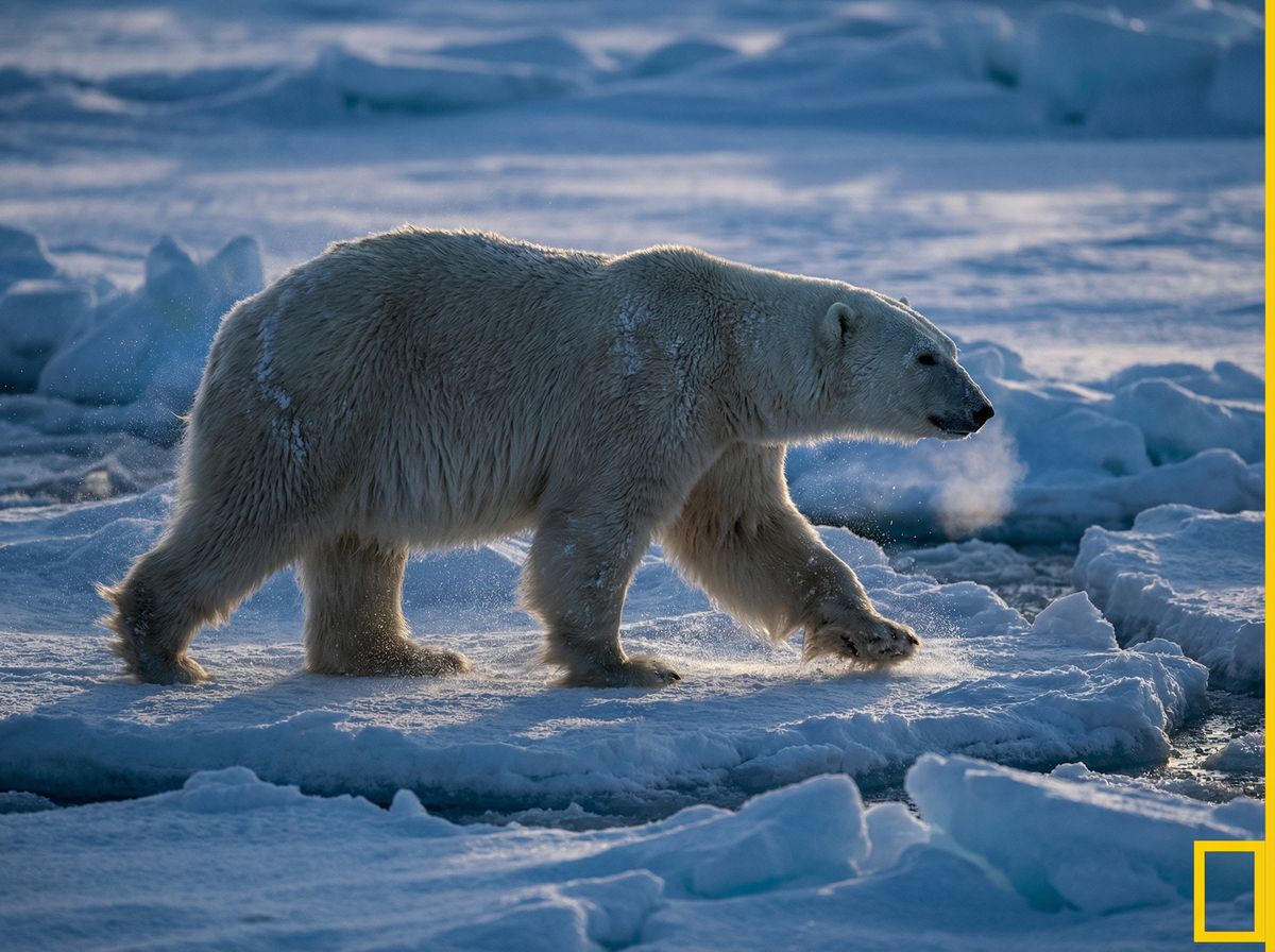 免费看片北极熊视频